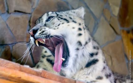 В Николаевском зоопарке посетители отравили барса и пуму