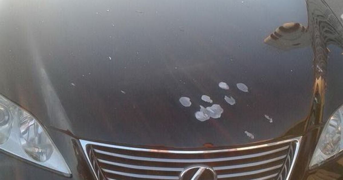 У Києві невідомі обстріляли автомобіль адвоката