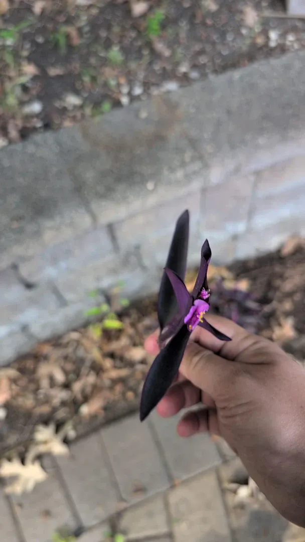 «Невідома рослина», яку з’їв чоловік. Фото: Better-Music-1707/Reddit