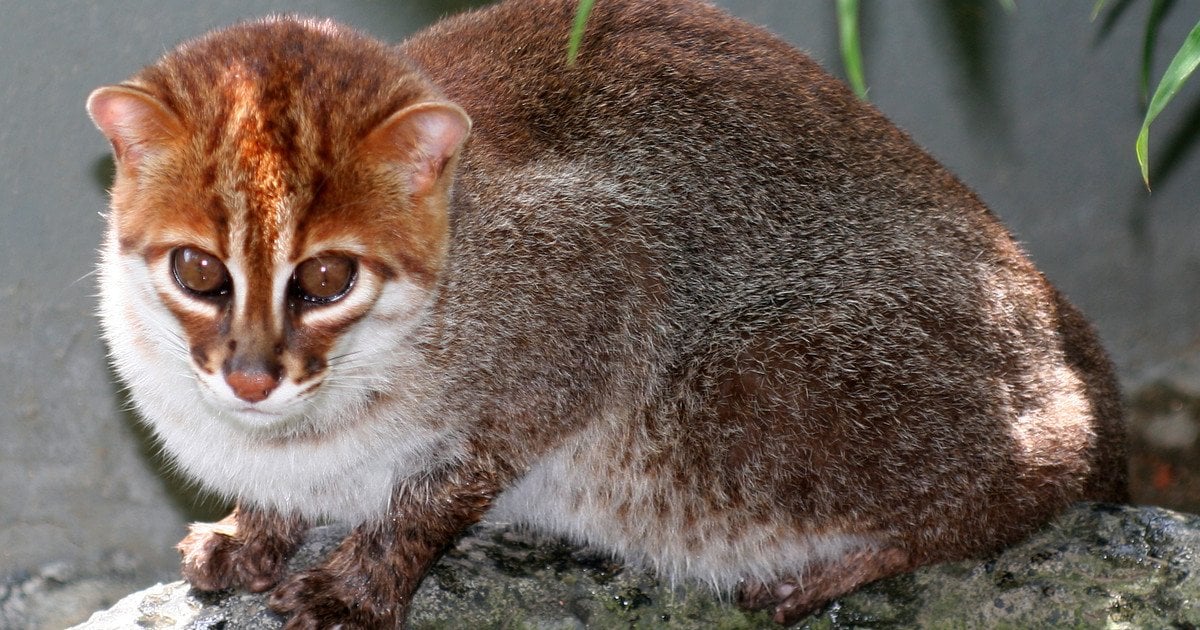 Плоскоголова кішка. Фото: Jim Sanderson/CC BY-SA 3.0