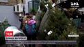 В Великобритании на Рождество будут арендовать елки в горшках