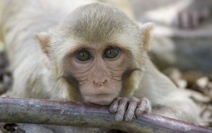 У зоопарку Харкова мавпи ліплять сніжки (відео)