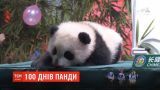 В китайском зоопарке отпраздновали 100 дней от рождения детеныша панды