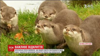 Відкриття британських вчених може вберегти рідкісних видр від вимирання