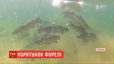 В притоки рек Прут и Черемош выпустили более 100 тысяч мальков форели