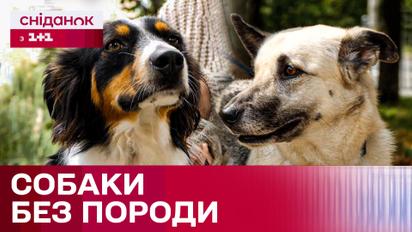 День беспородной собаки: истории собачек, которые нашли свою семью