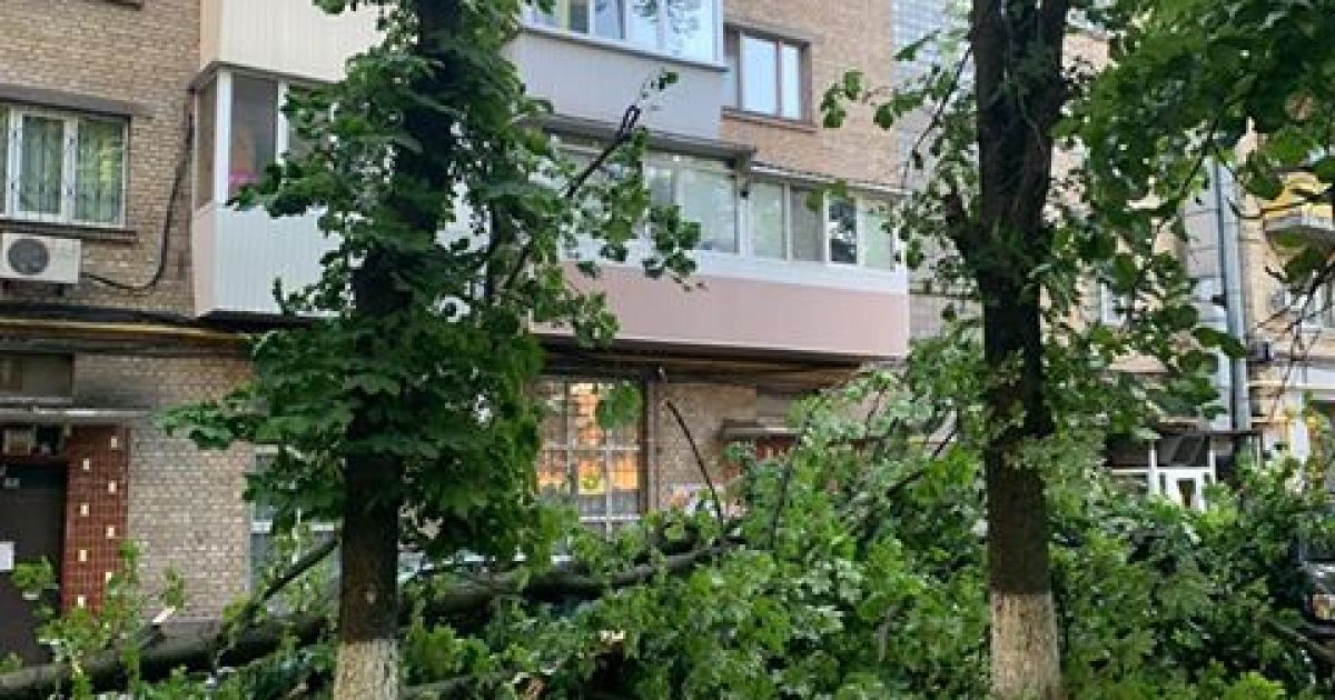 дерево впало на 4 авто в Києві_1 / © Фото: Анна Мельничук