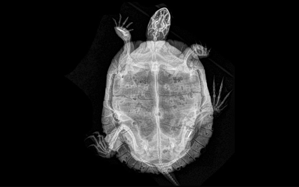 Черепаха / © Oregon zoo