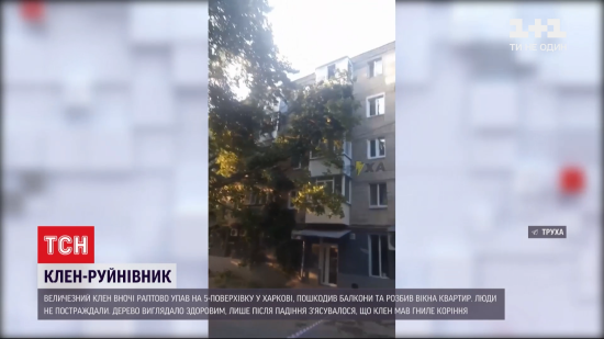 Потрощені балкони та вікна: у Харкові величезний клен впав на 5-поверхівку