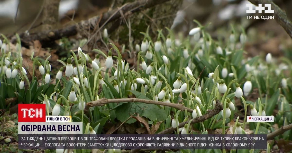 В Черкасской области волонтеры охраняют поляны с подснежниками от браконьеров