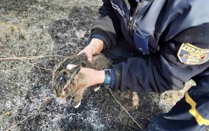 Едва не сгорел заживо: в Харькове спасли зайчонка, который попал в огненную ловушку