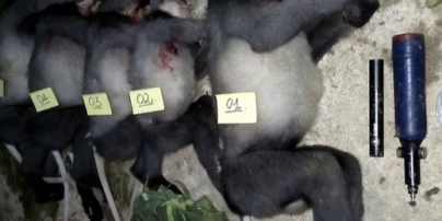 Во Вьетнаме браконьеры жестоко убили обезьян, находящихся под угрозой исчезновения