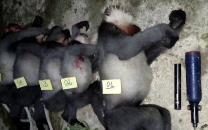 Во Вьетнаме браконьеры жестоко убили обезьян, находящихся под угрозой исчезновения