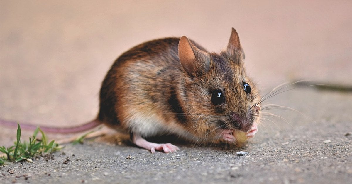 Чого бояться миші в хаті: