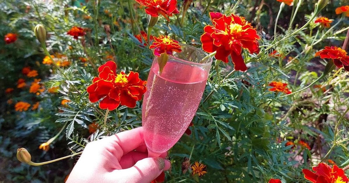 Шампанське з чорнобривців