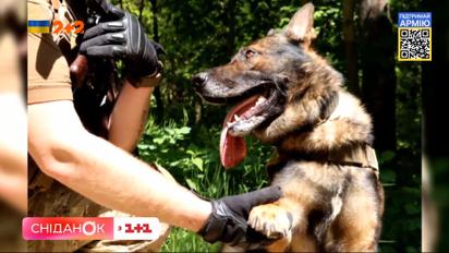 Четырехлапый батальон: как собаки приближают победу Украины