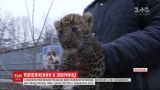 В Мариупольском зоопарке публике впервые показали двух малышей леопарда