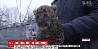 В Мариупольском зоопарке публике впервые показали двух малышей леопарда