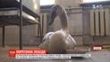 Рятувальники виловили з річки ледь живого лебедя у Чернівцях