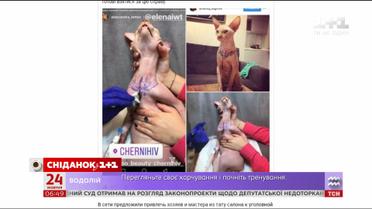 Фотографії татуйованого кота обурила зоозахисників