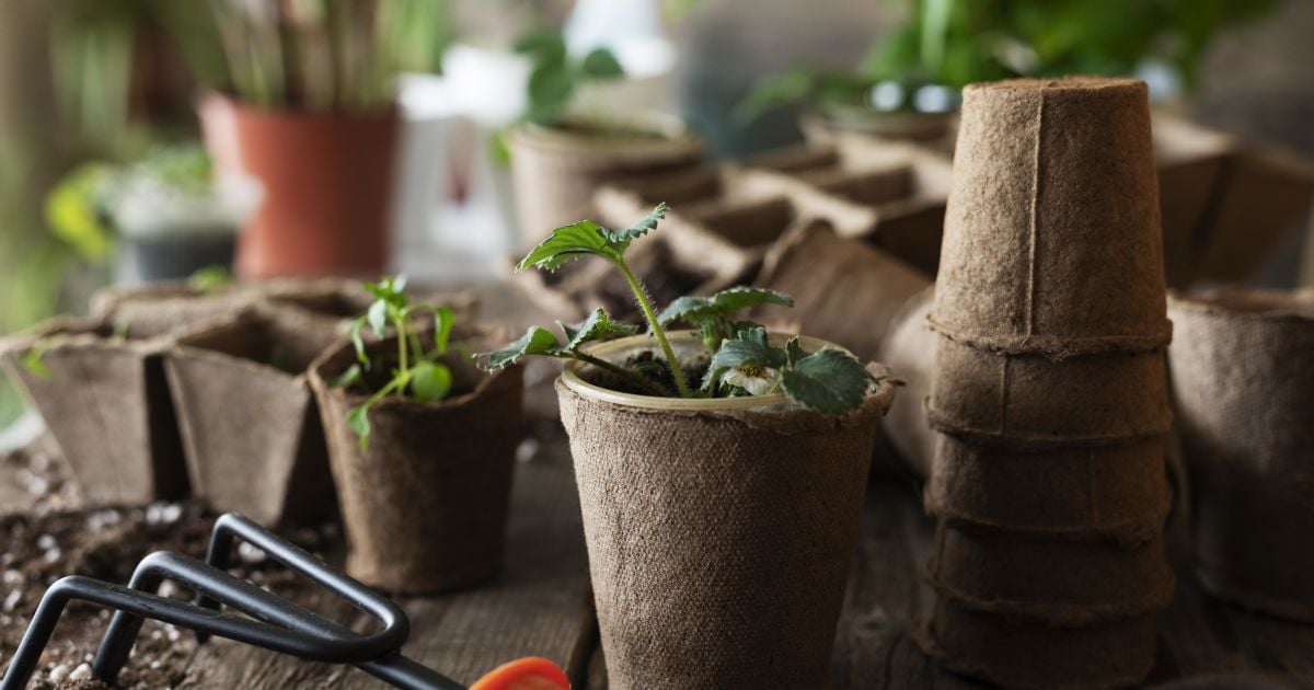 Что посеять на рассаду в декабре