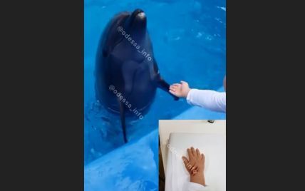 Дельфін вкусив хлопчика за руку: в одеському дельфінарії пояснили, чому так сталось і хто у цьому винен