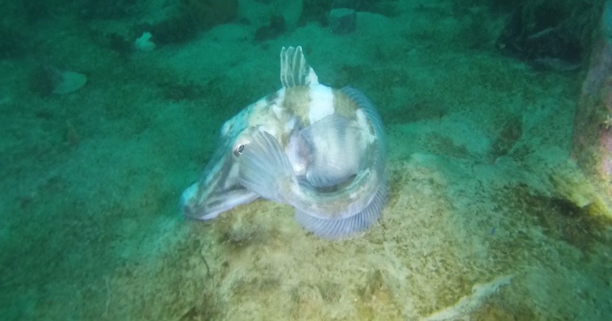 Крижана риба. Фото: Андрій Юрійович Утєвський