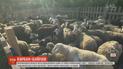 Курбан-Байрам: в киевской мечети отмечают день жертвоприношения