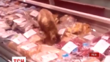 В аэропорту Владивостока кот наел деликатесов на тысячу долларов