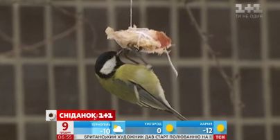 Как правильно подкармливать птиц зимой
