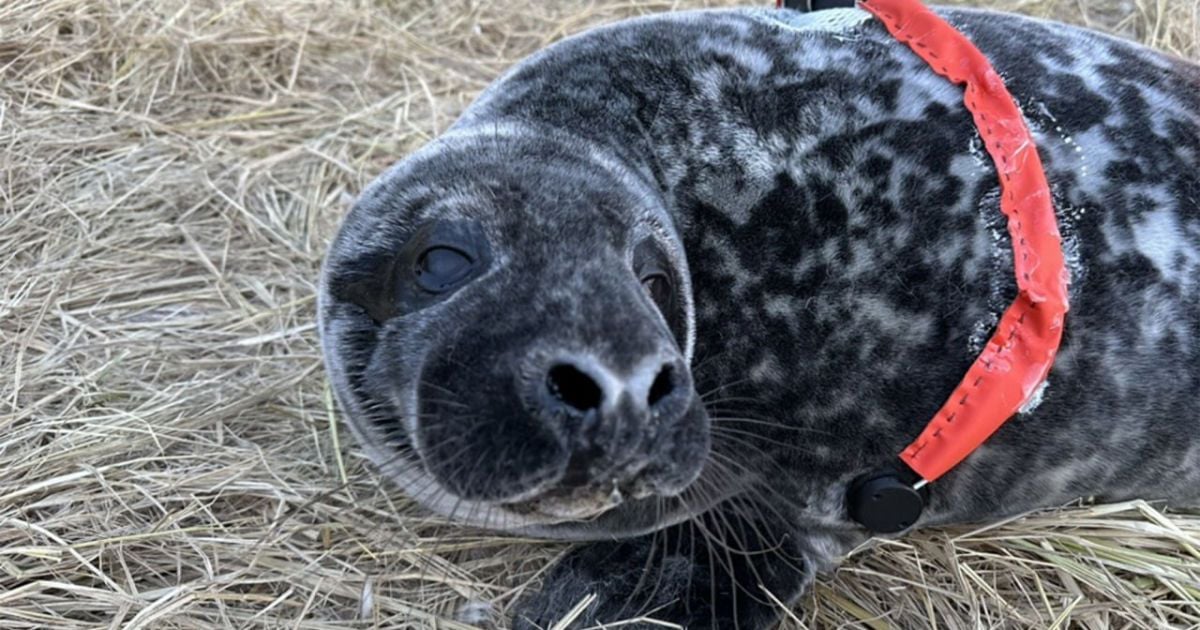 Сірий тюлень. Фото: Woods Hole Oceanographic Institution