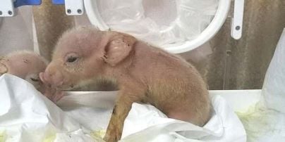 В Китае родились первые в мире гибриды обезьян и свиней