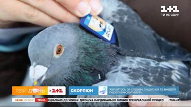 Пухнасті психотерапевти та пернаті поштарі: яких тварин люди здавна брали на службу