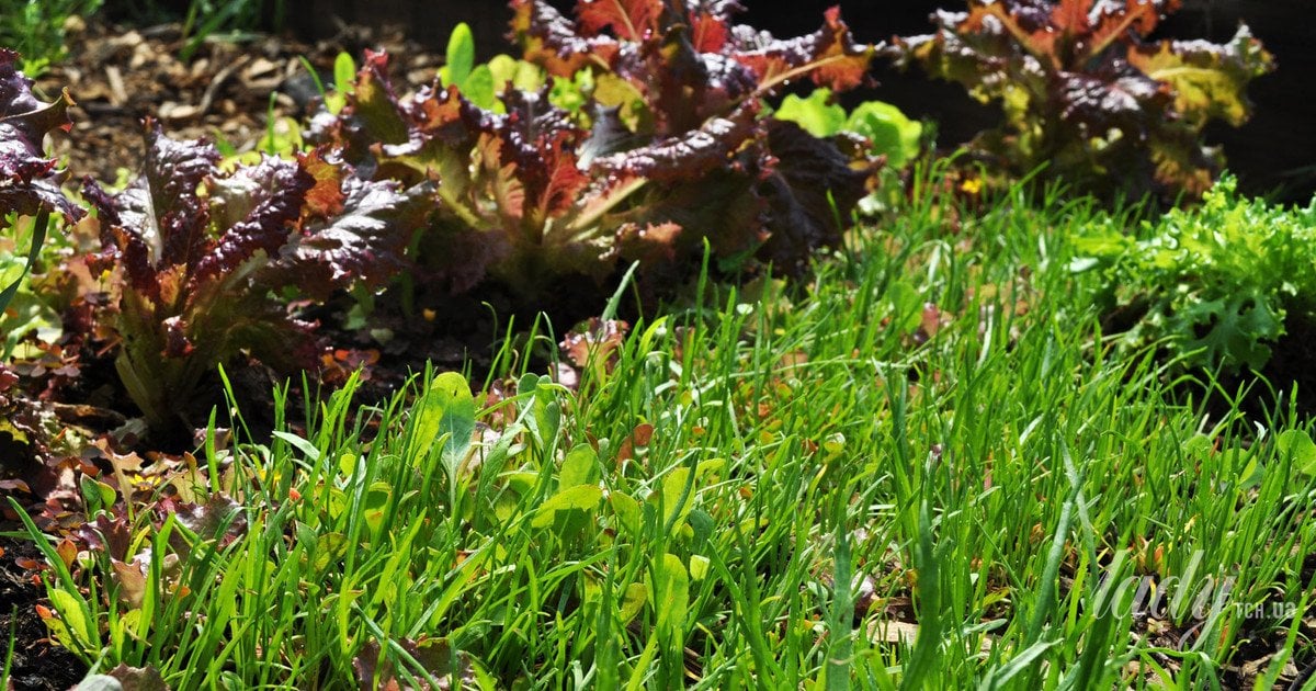 Весняне прибирання саду