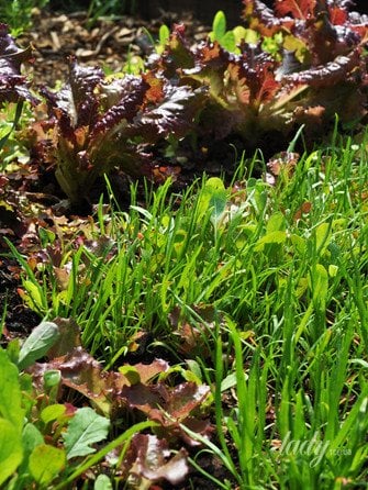 Весняне прибирання саду