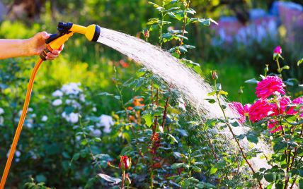 Это убивает ваши растения: четыре главные ошибки садовода, которые можно совершить в жару