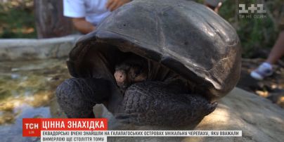 Вчені знайшли черепаху, вид якої вважали вимерлим ще століття тому