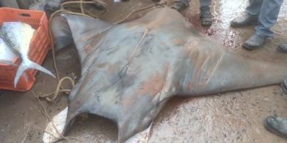 Индийские рыбаки поймали гигантскую рыбу и пустили ее с молотка