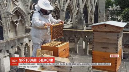 180 тисяч бджіл, які жили на даху Нотр-Даму, вижили під час пожежі