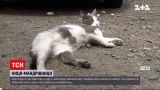 Кішка-мандрівниця здолала шлях Миколаїв-Одеса на підвісці автобуса
