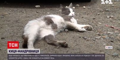 Кішка-мандрівниця здолала шлях Миколаїв-Одеса на підвісці автобуса