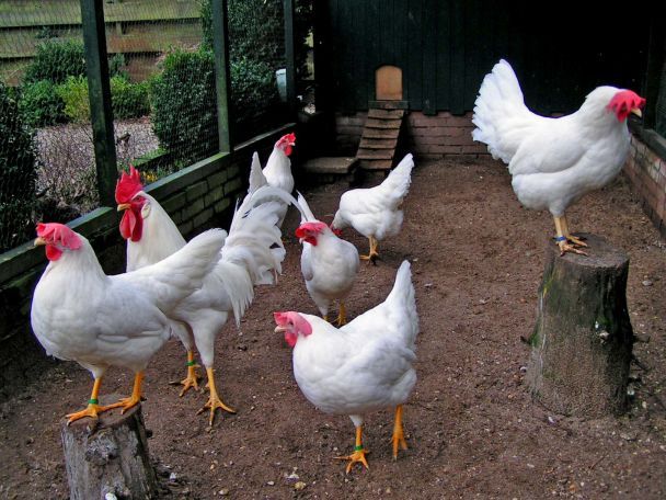 Легорн білий – одна з найпродуктивніших порід курей-несучок / © commons.wikimedia.org