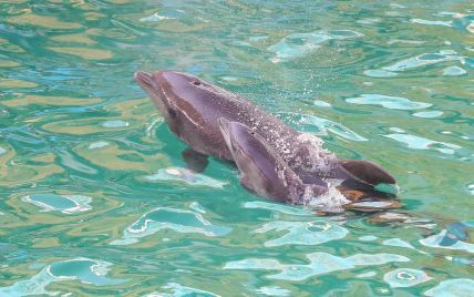 Дельфин укусил мальчика в одесском дельфинарии: ребенка госпитализировали (видео)