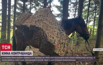 Кінь-контрабандист: група чоловіків покинула в лісі тварину, яку навантажили цигарками на 400 тисяч гривень