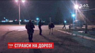 У Дніпрі патрульним довелося ловити страусів, що бігали по шосе