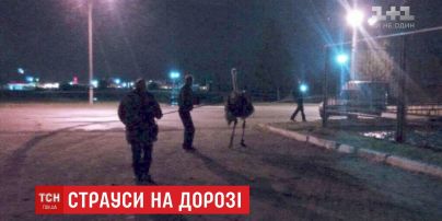 В Днепре патрульным пришлось ловить страусов, которые бегали по шоссе