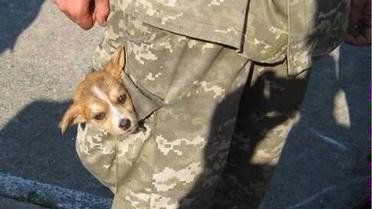 Наименьшие боевые побратимы / © facebook.com/theministryofdefence.ua