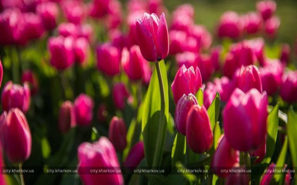 Выставка весенних цветов в Харькове / © city.kharkov.ua