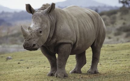 Умер один из четырех последних белых носорогов на Земле
