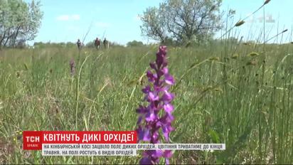 На Кинбурнской косе зацвело поле диких орхидей, будут цвести до конца мая